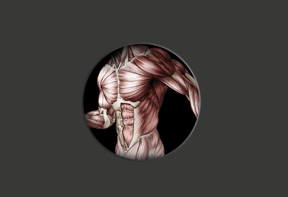 Body Fat & BMI Analysis